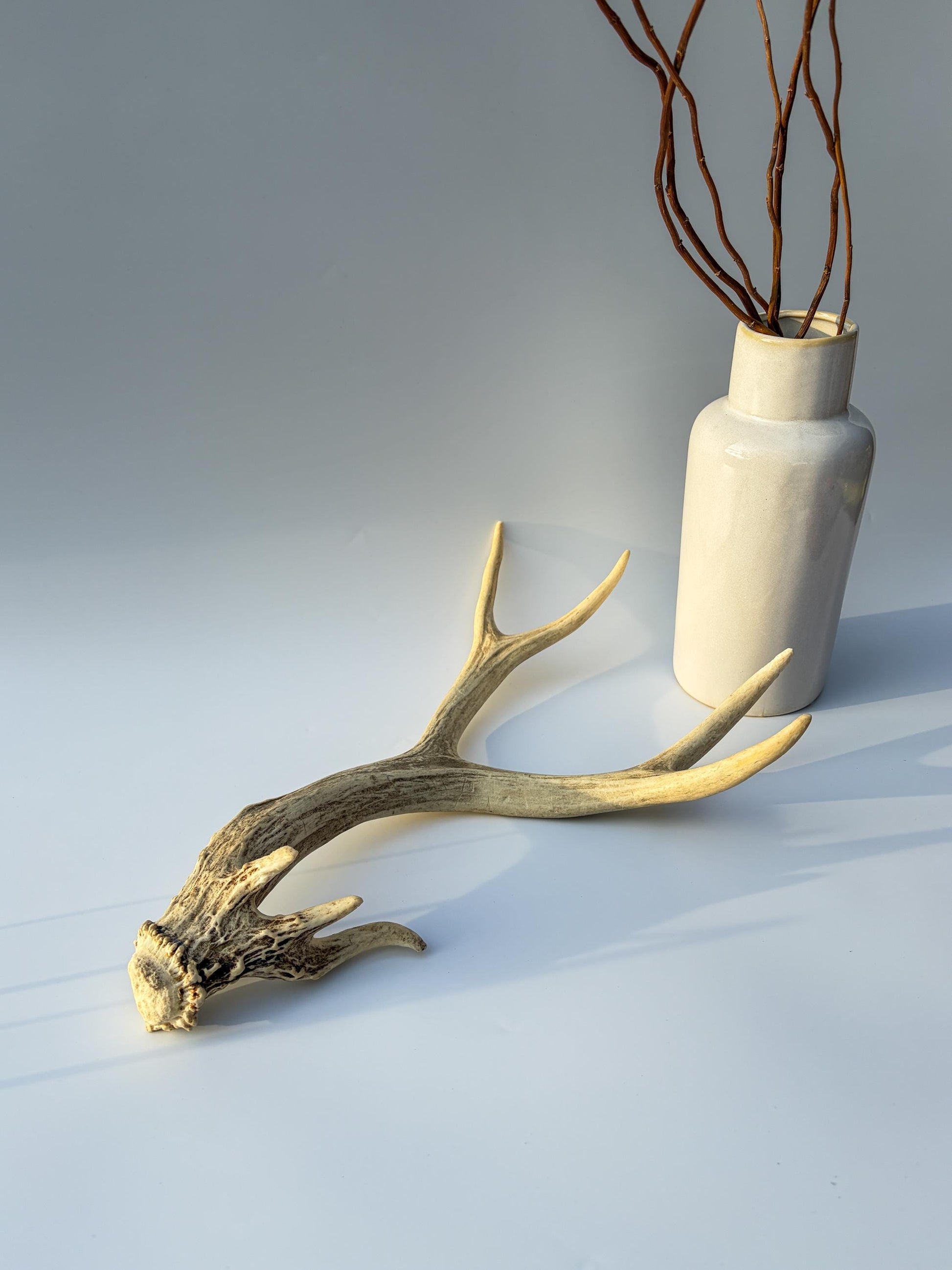 Mule deer antler. Unique Base! Natural antler for rustic style decor, centrepiece, crafting and more!