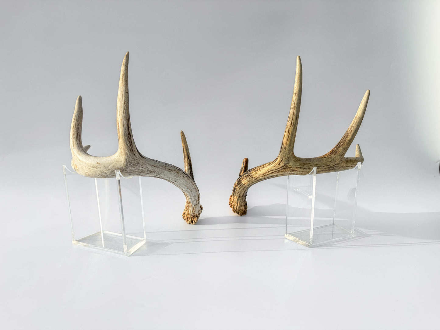 Weathered Whitetailed Deer Antlers - Matching White-tailed Deer Antler Set. Decor Crafting and More