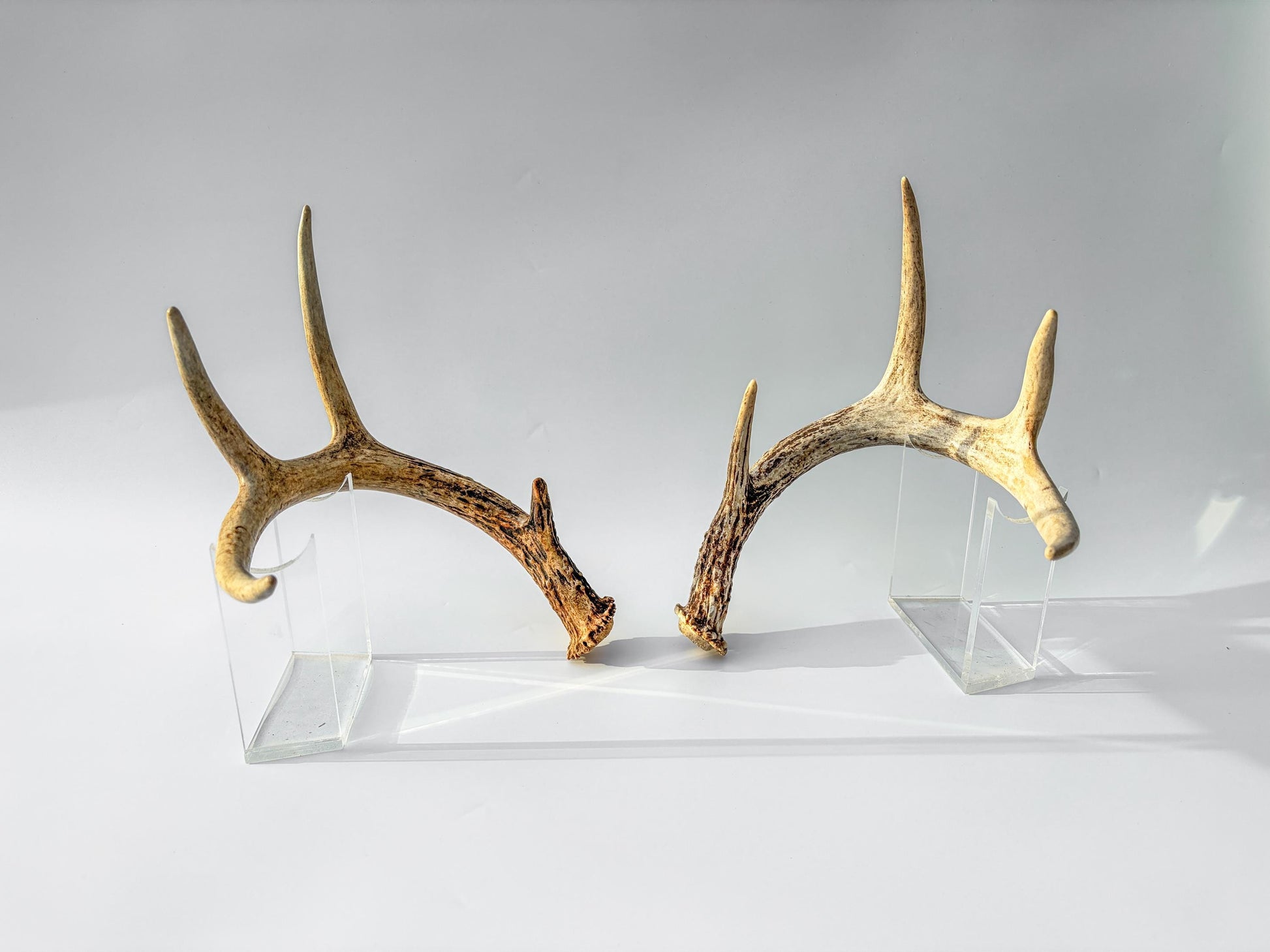 Weathered Whitetailed Deer Antlers - Matching White-tailed Deer Antler Set. Decor Crafting and More