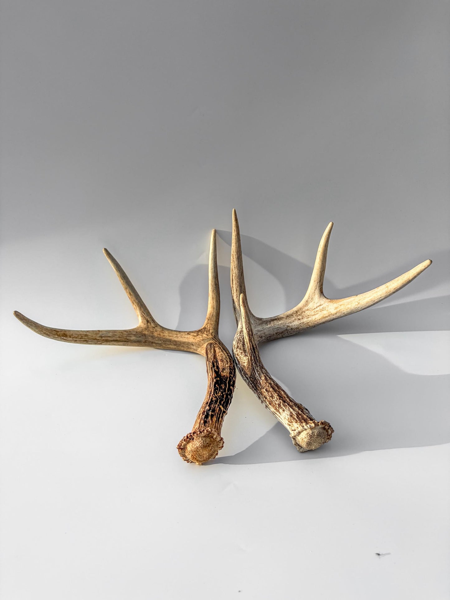 Weathered Whitetailed Deer Antlers - Matching White-tailed Deer Antler Set. Decor Crafting and More