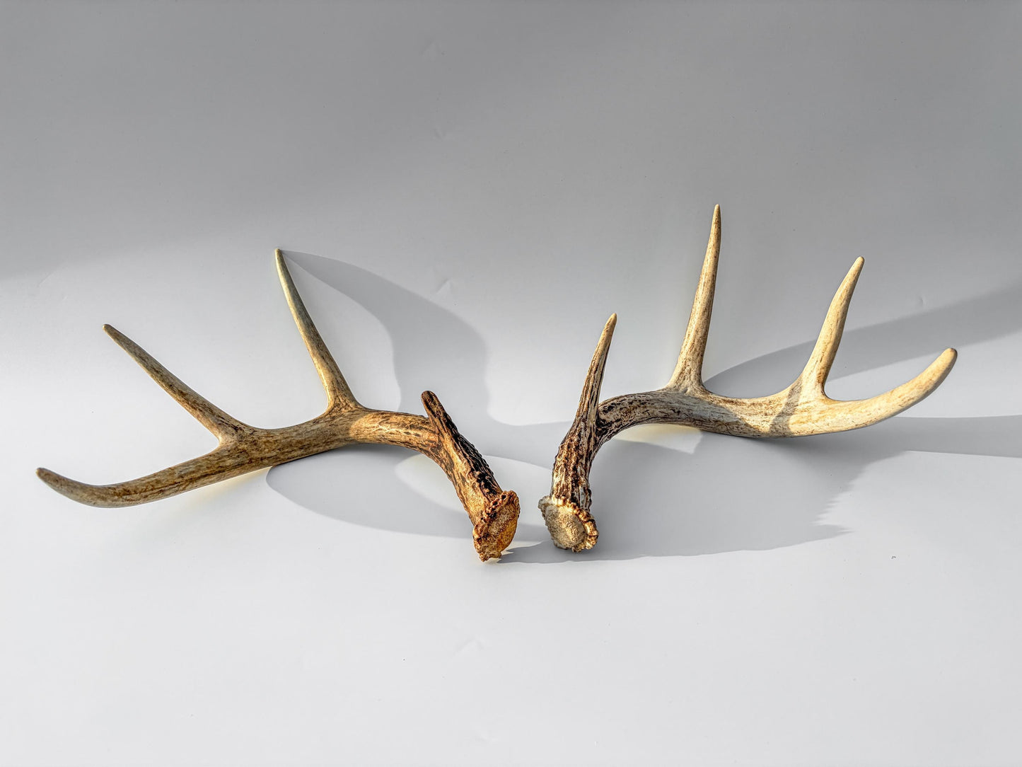Weathered Whitetailed Deer Antlers - Matching White-tailed Deer Antler Set. Decor Crafting and More