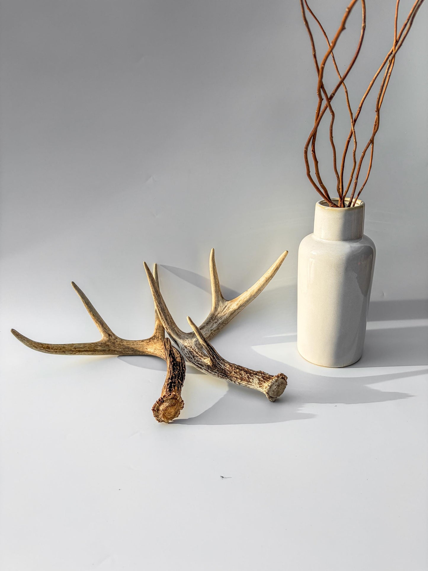 Weathered Whitetailed Deer Antlers - Matching White-tailed Deer Antler Set. Decor Crafting and More