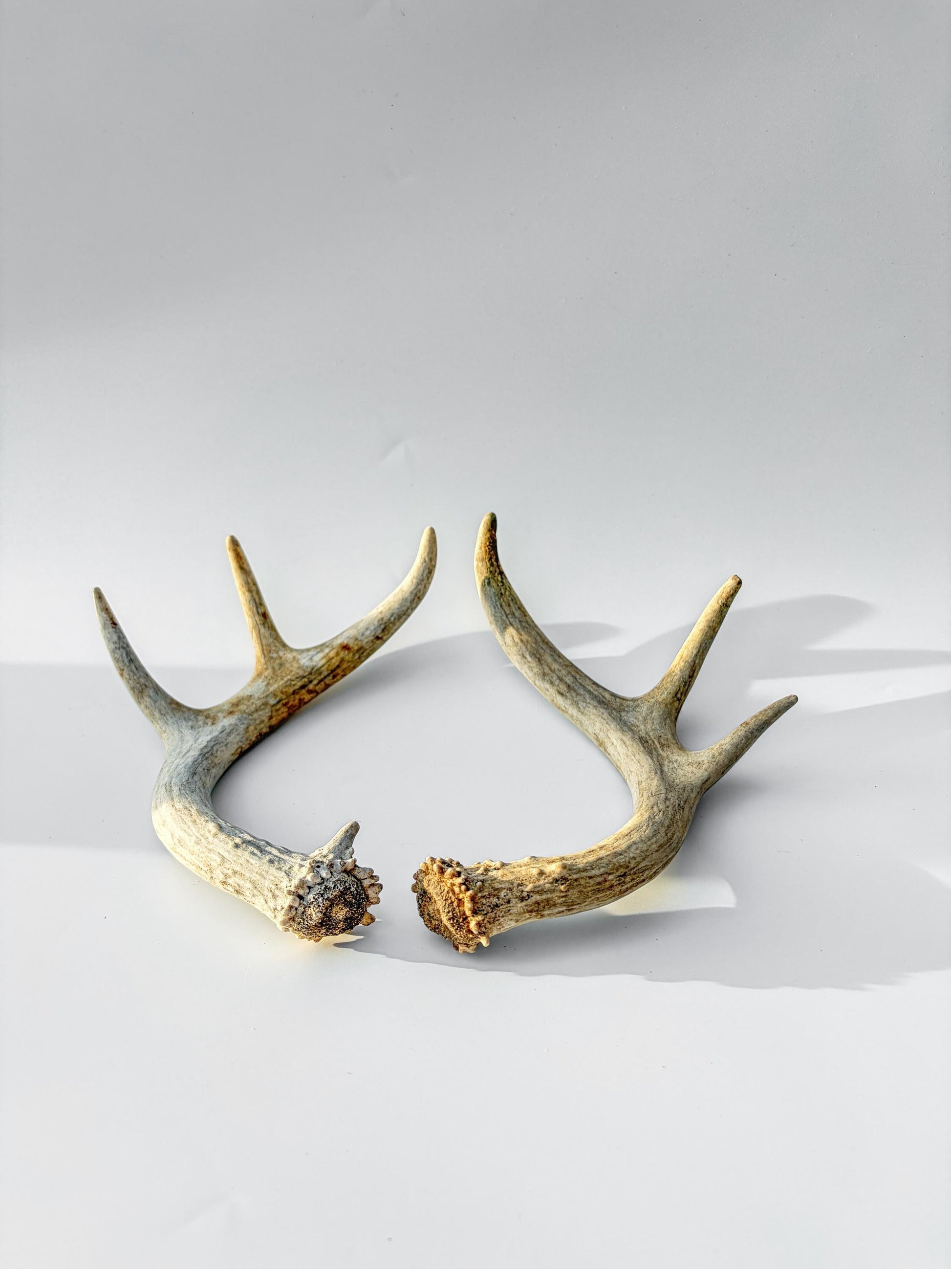 Deer Antlers - White-tailed Deer Matching set. Canadian Buck. Crafting and Decor Antlers