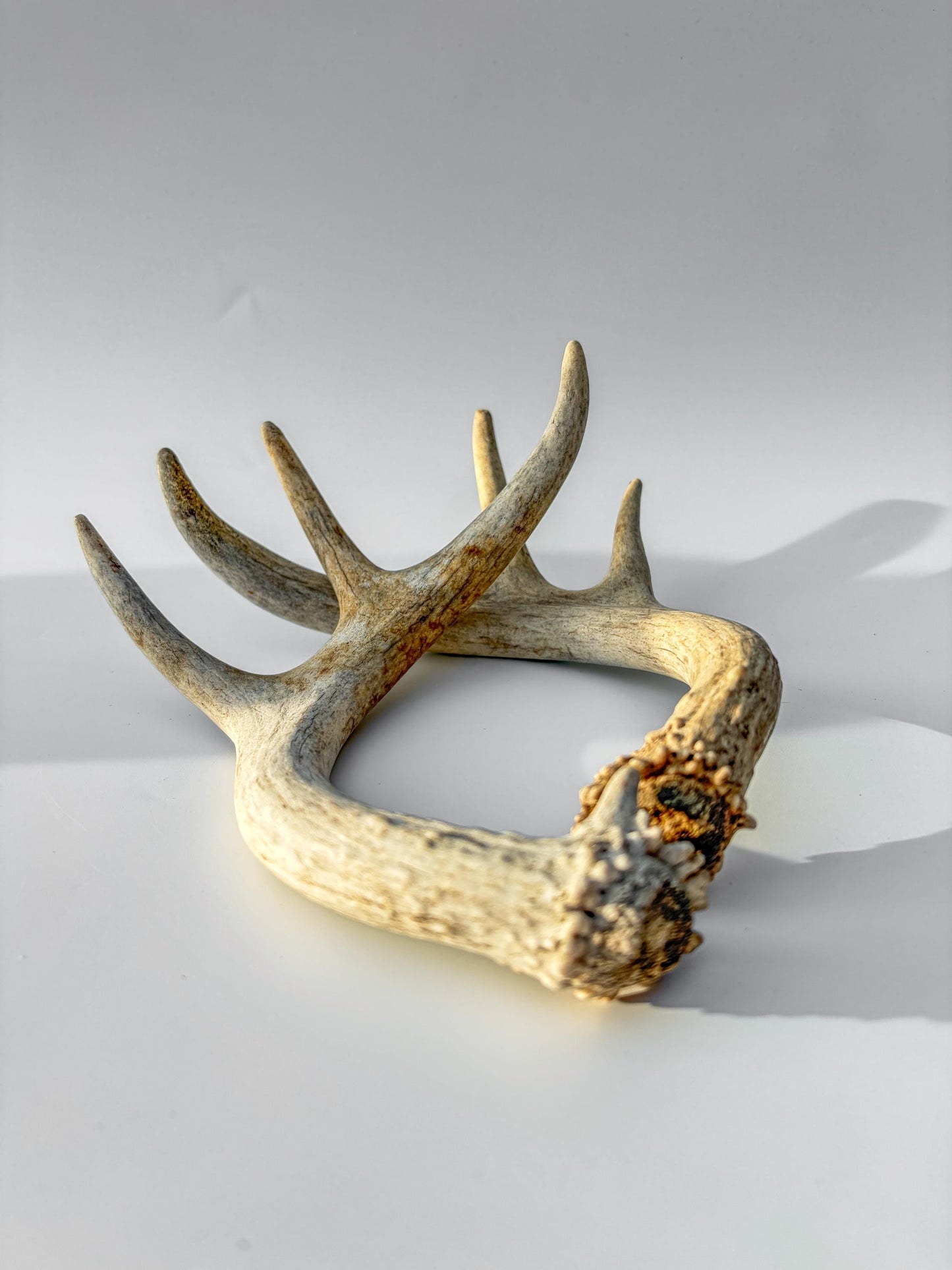 Deer Antlers - White-tailed Deer Matching set. Canadian Buck. Crafting and Decor Antlers