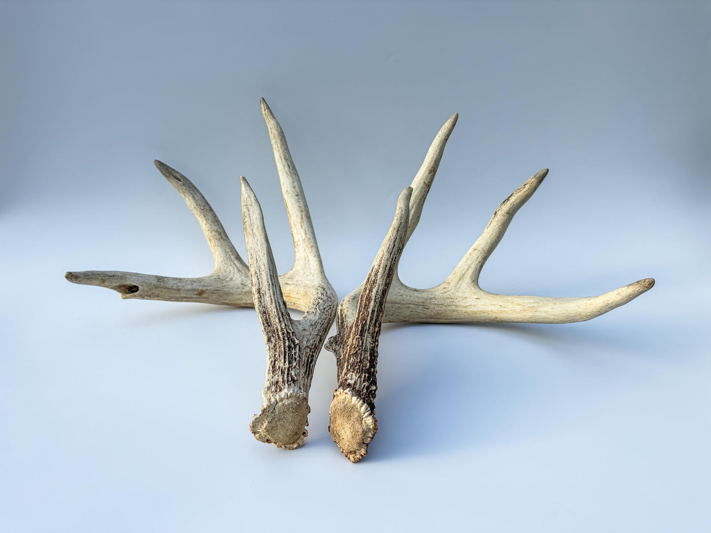 White-tailed Deer Antlers - Large Matching Set. Decor, Crafting and More.