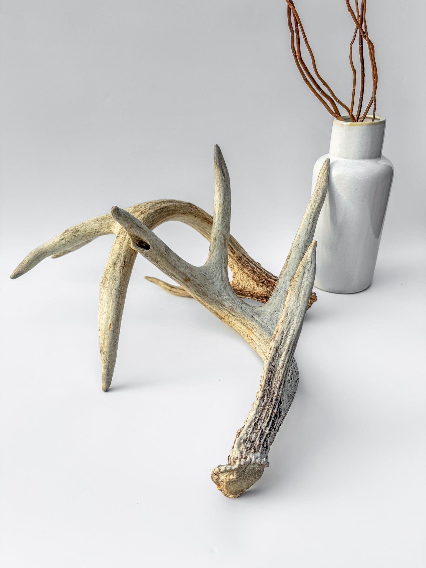 White-tailed Deer Antlers - Large Matching Set. Decor, Crafting and More.