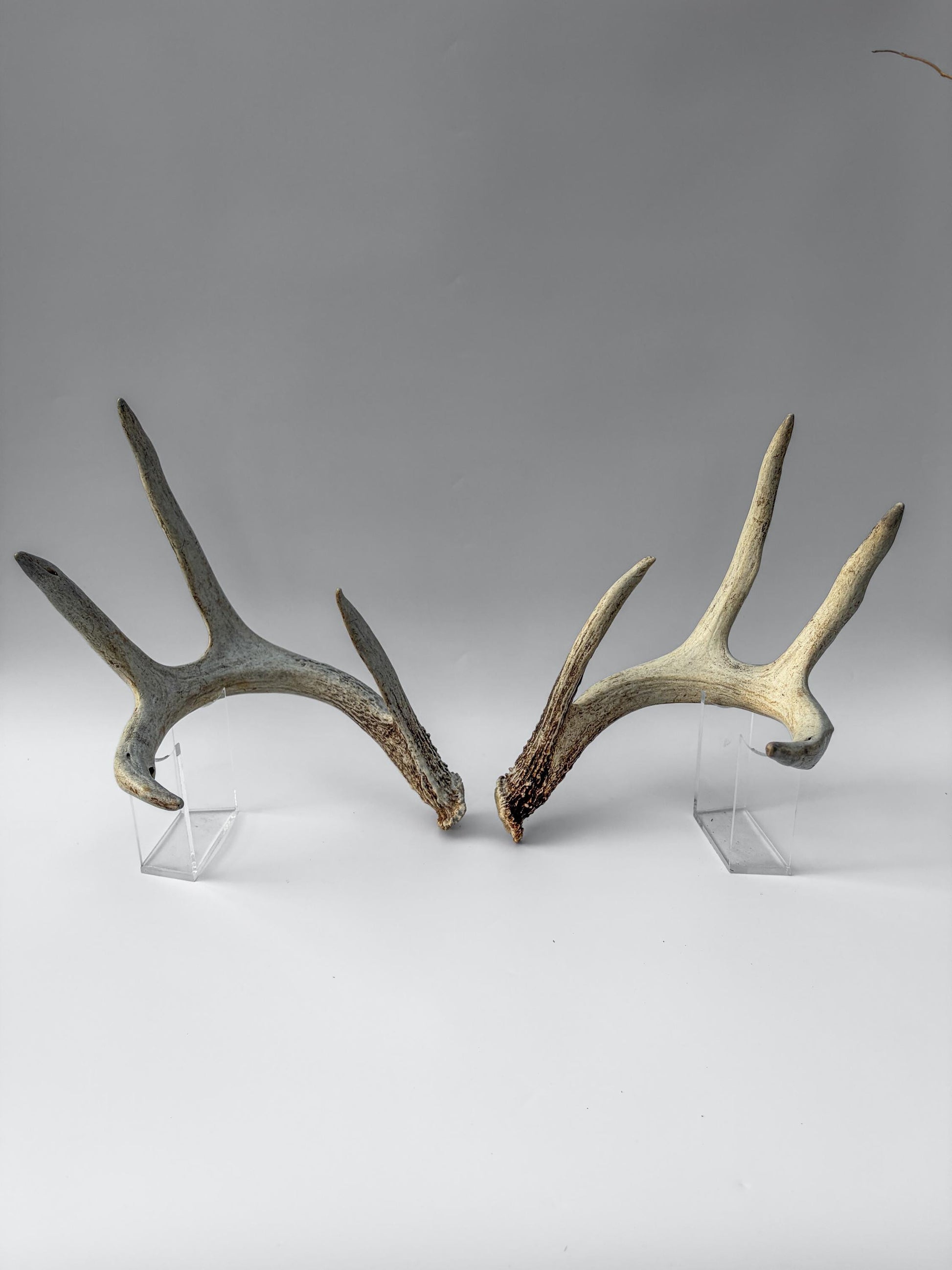 White-tailed Deer Antlers - Large Matching Set. Decor, Crafting and More.