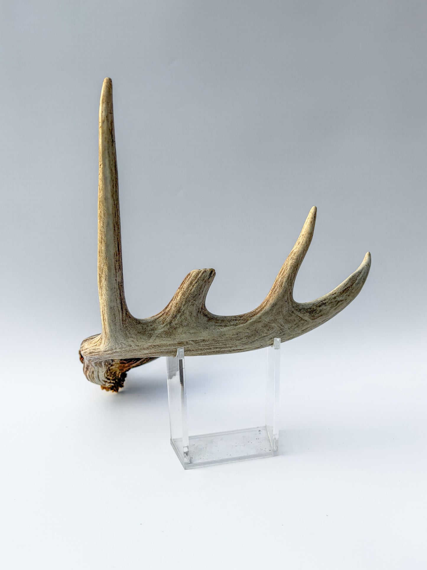 Whitetail deer antler. Unique Shape! Natural antler for rustic style decor, centrepiece, crafting and more!