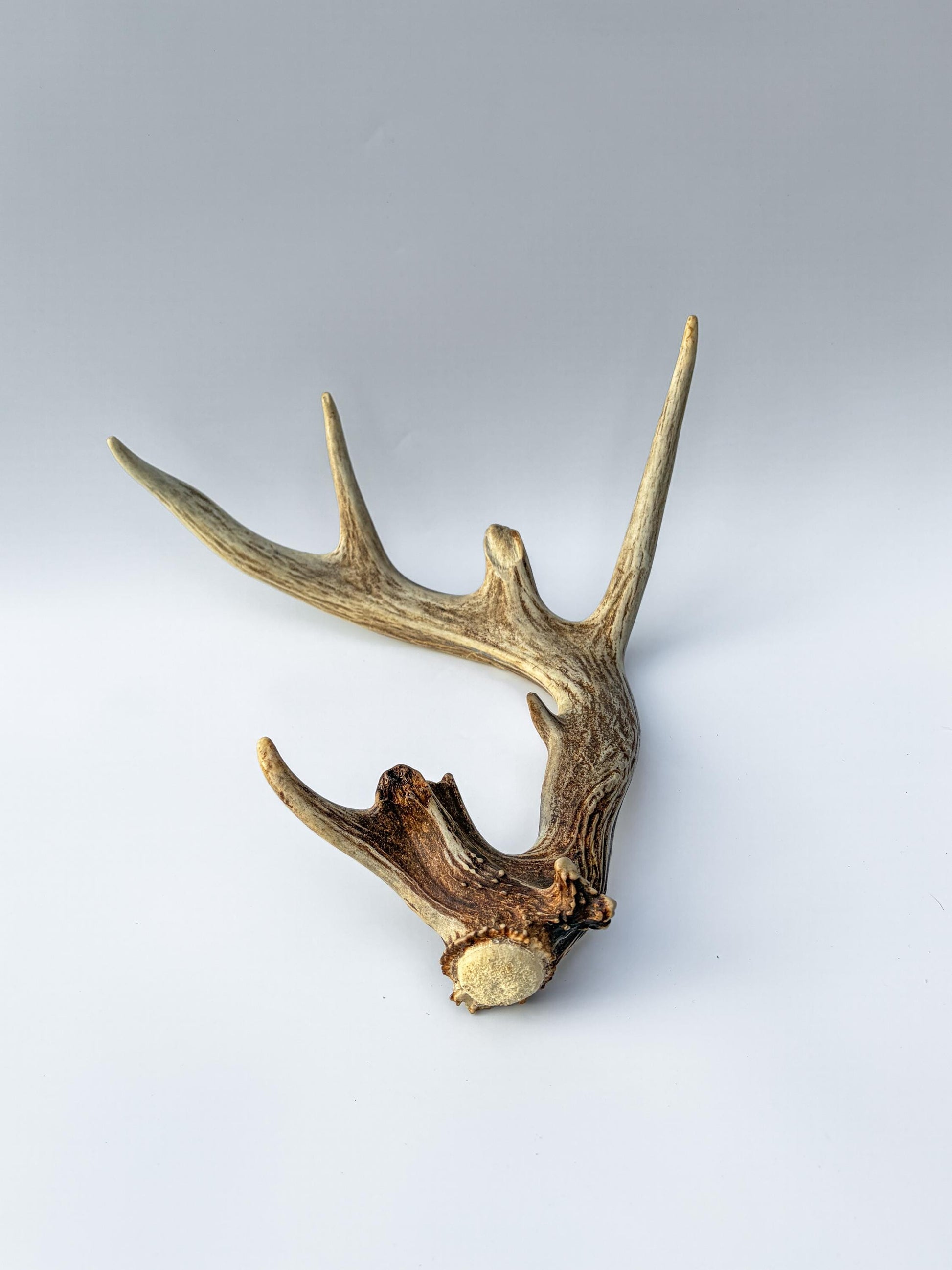 Whitetail deer antler. Unique Shape! Natural antler for rustic style decor, centrepiece, crafting and more!