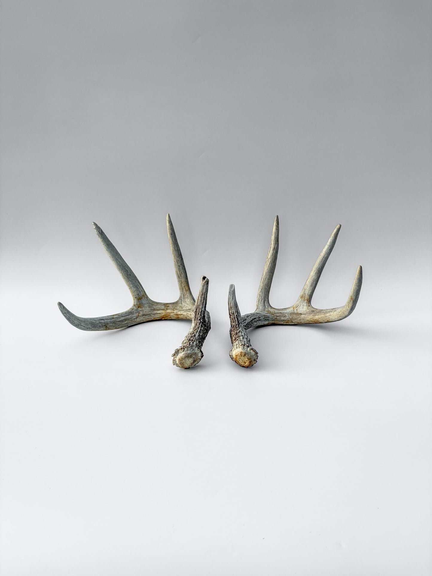 Deer Antlers - Matching Set of White-tailed Deer Antlers. Canadian Buck. Crafting, Decor and More.