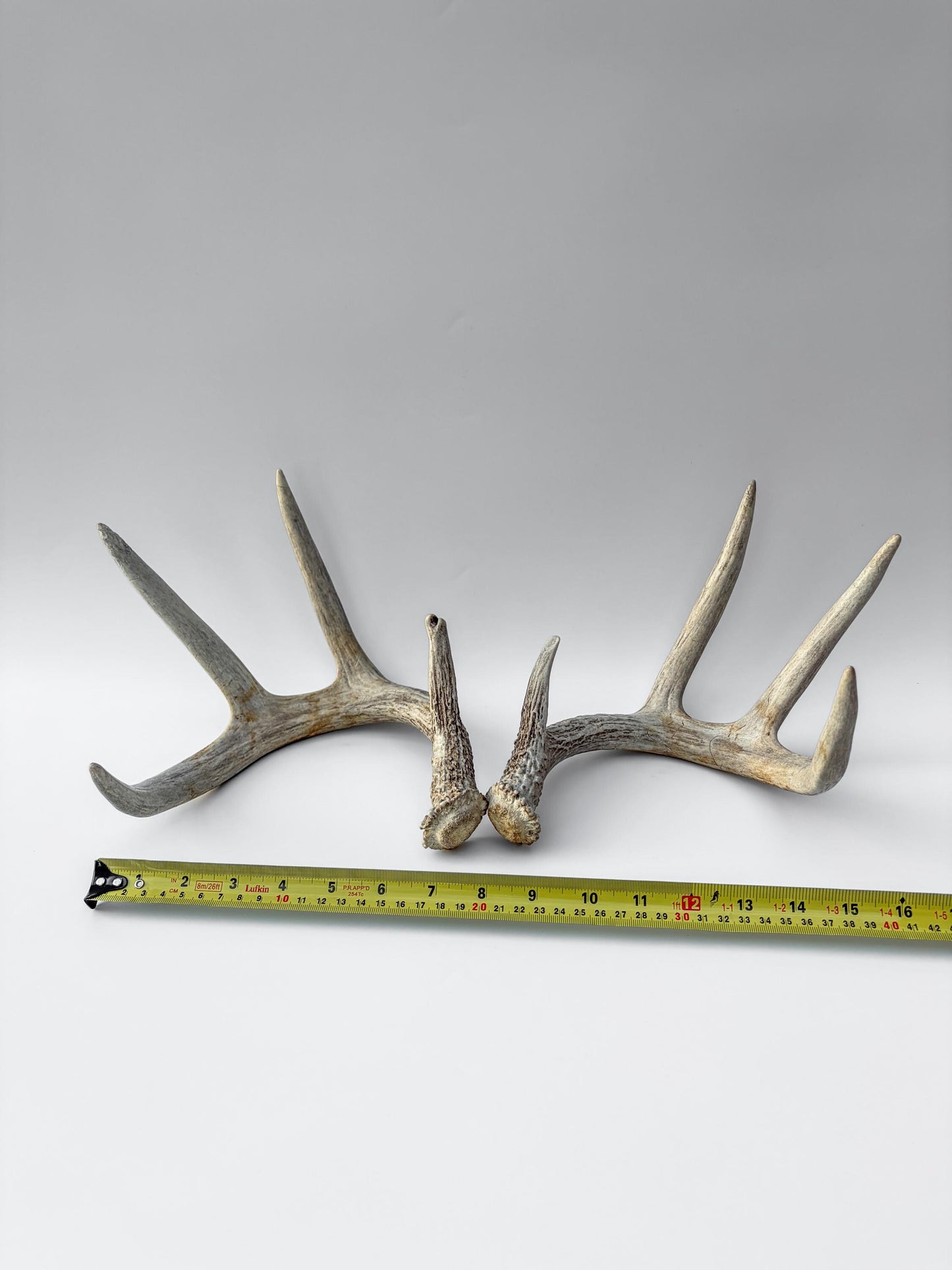 Deer Antlers - Matching Set of White-tailed Deer Antlers. Canadian Buck. Crafting, Decor and More.