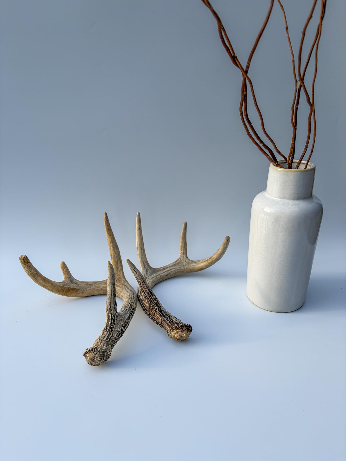 Deer Antlers - Small White-tailed Deer Matching set. Canadian Buck. Crafting and Decor Antlers