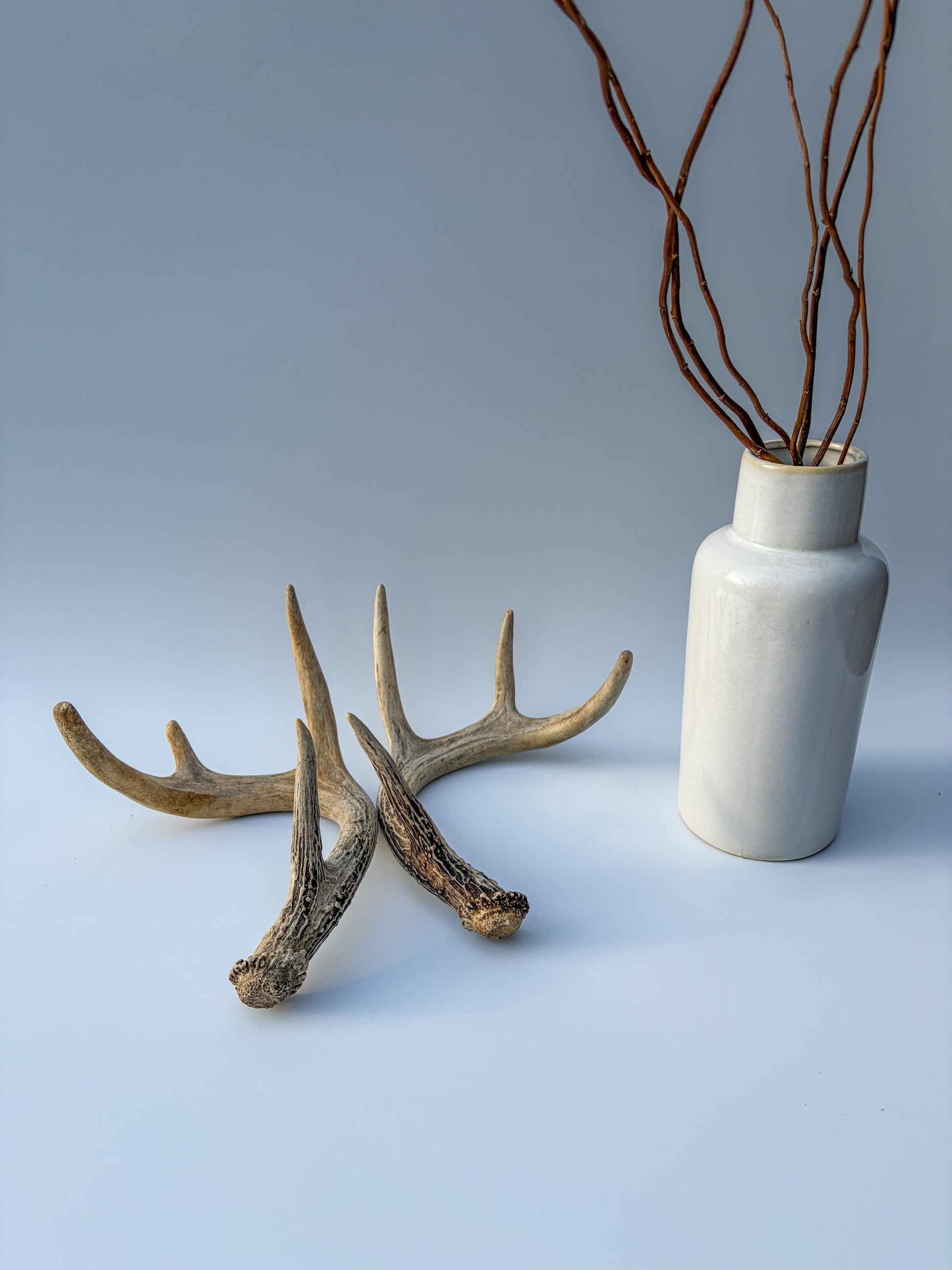 Deer Antlers - Small White-tailed Deer Matching set. Canadian Buck. Crafting and Decor Antlers