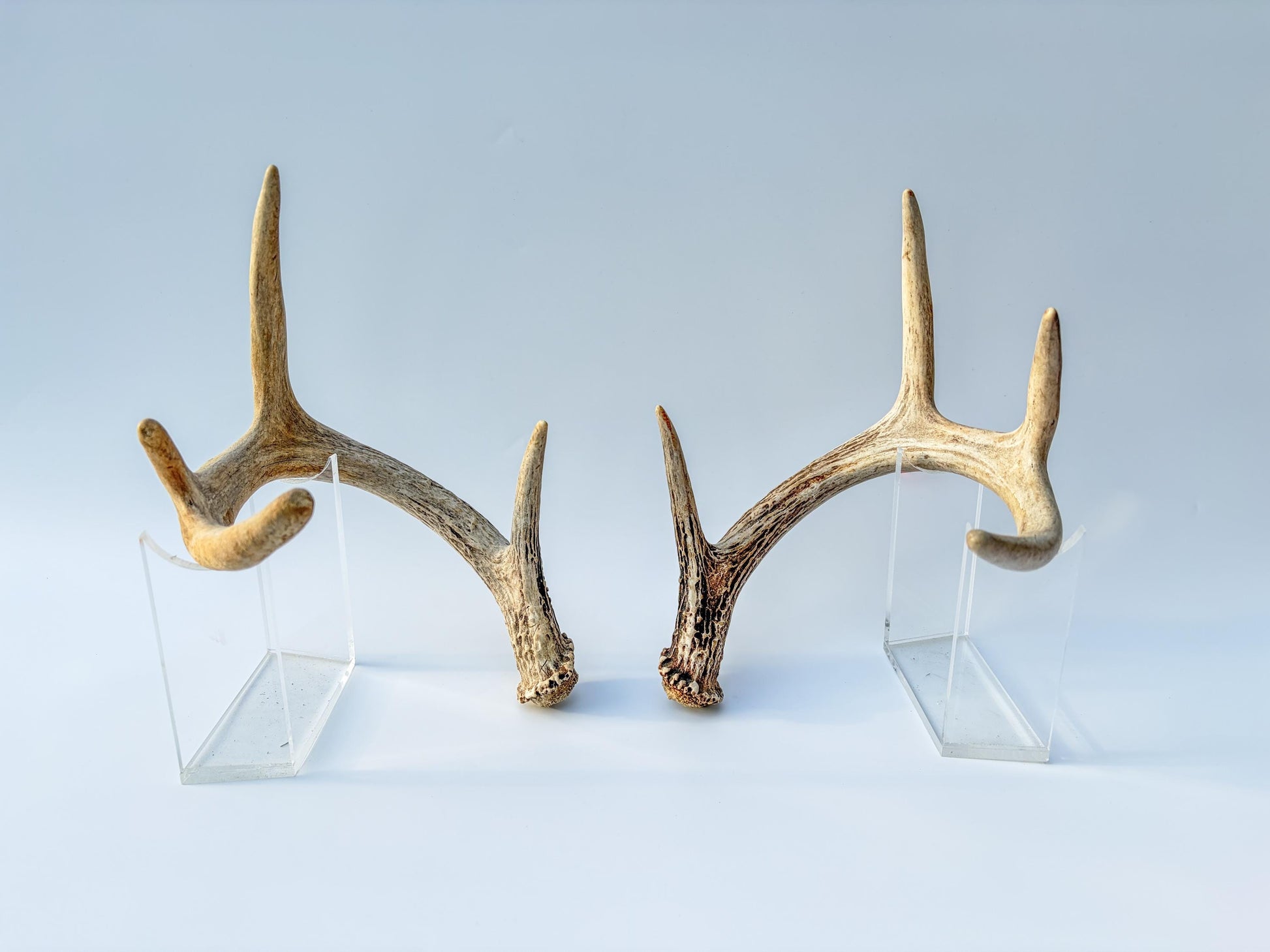 Deer Antlers - Small White-tailed Deer Matching set. Canadian Buck. Crafting and Decor Antlers