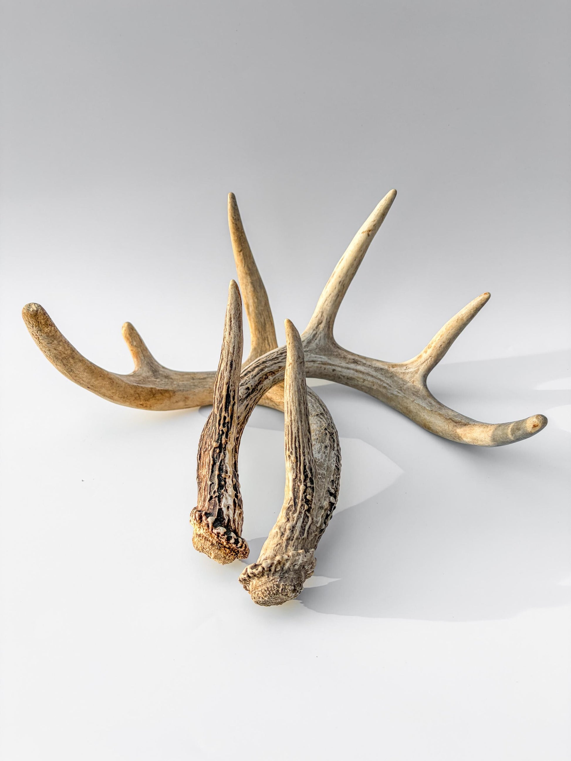 Deer Antlers - Small White-tailed Deer Matching set. Canadian Buck. Crafting and Decor Antlers