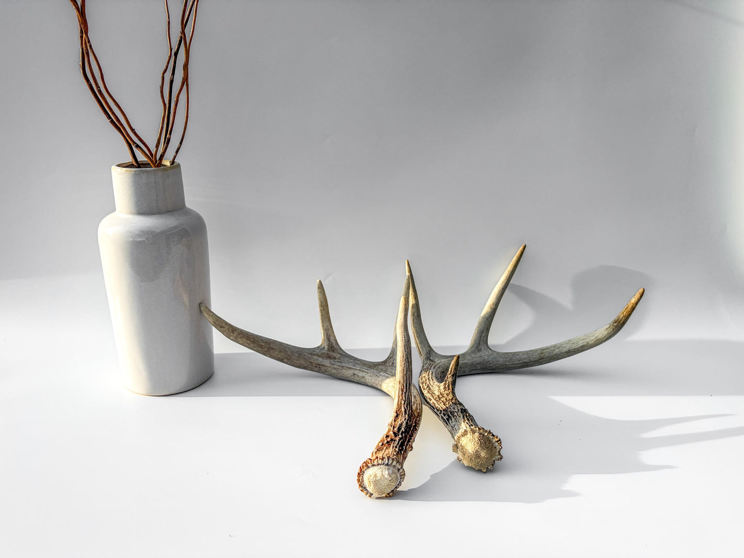 Deer Antlers - Medium Sized White-tailed Deer Matching set. Canadian Buck. Crafting and Decor Antlers