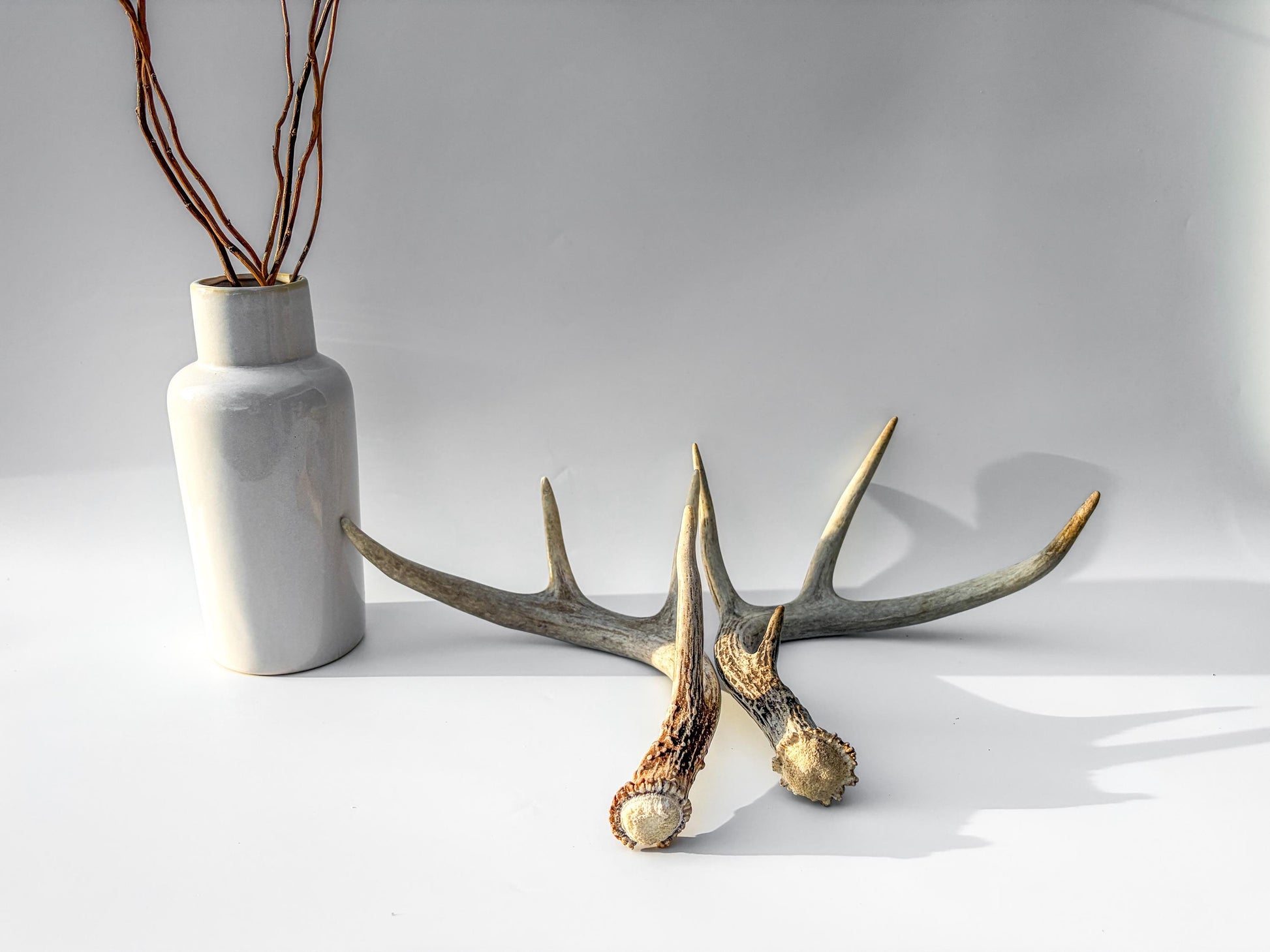 Deer Antlers - Medium Sized White-tailed Deer Matching set. Canadian Buck. Crafting and Decor Antlers
