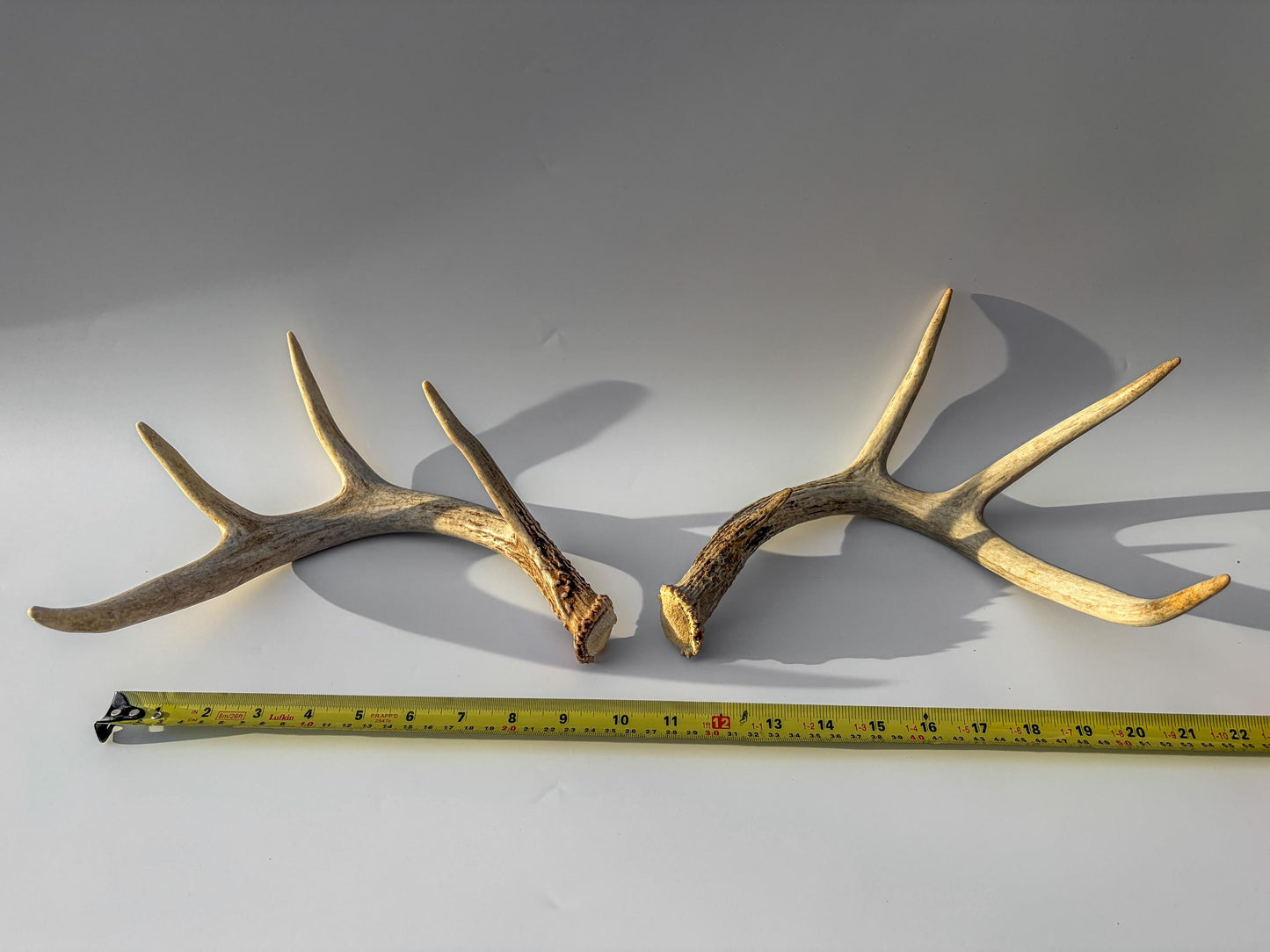 Deer Antlers - Medium Sized White-tailed Deer Matching set. Canadian Buck. Crafting and Decor Antlers