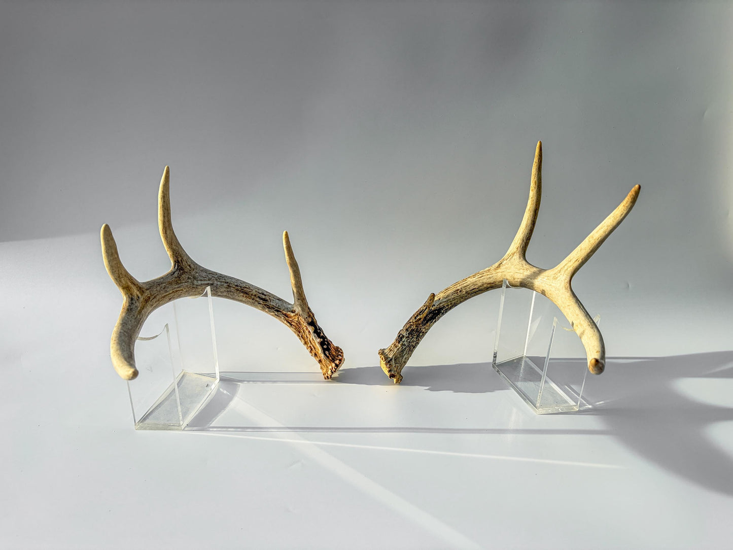 Deer Antlers - Medium Sized White-tailed Deer Matching set. Canadian Buck. Crafting and Decor Antlers