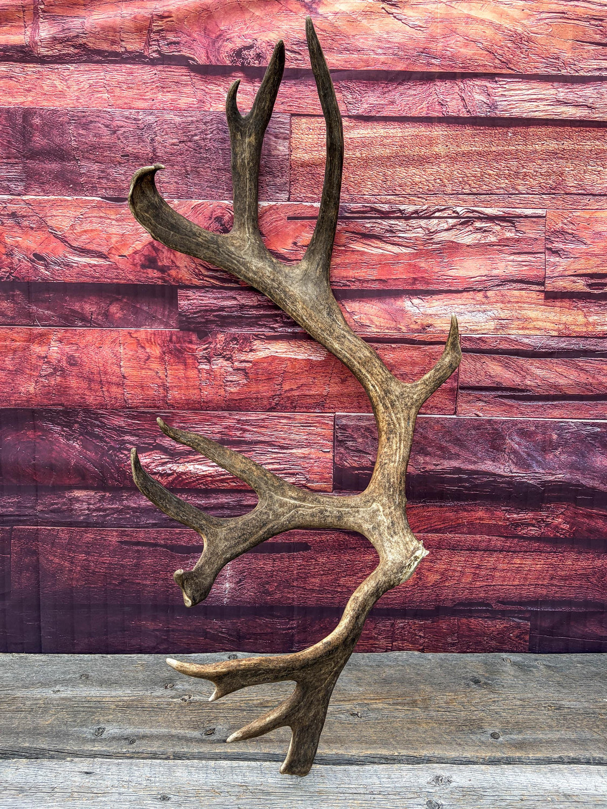 Shed Reindeer Antler. Interior Decor & Design Piece. Naturally Shed Caribou Antler