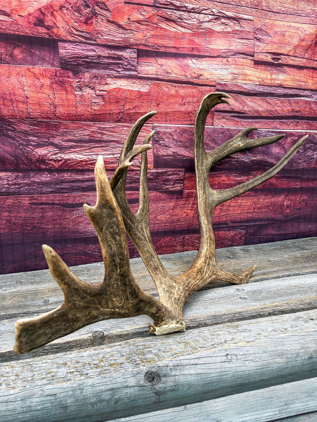 Shed Reindeer Antler. Interior Decor & Design Piece. Naturally Shed Caribou Antler