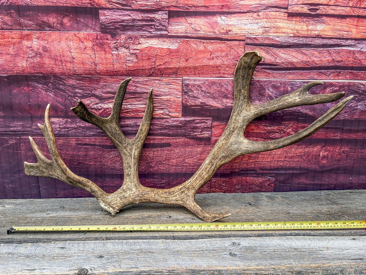 Shed Reindeer Antler. Interior Decor & Design Piece. Naturally Shed Caribou Antler