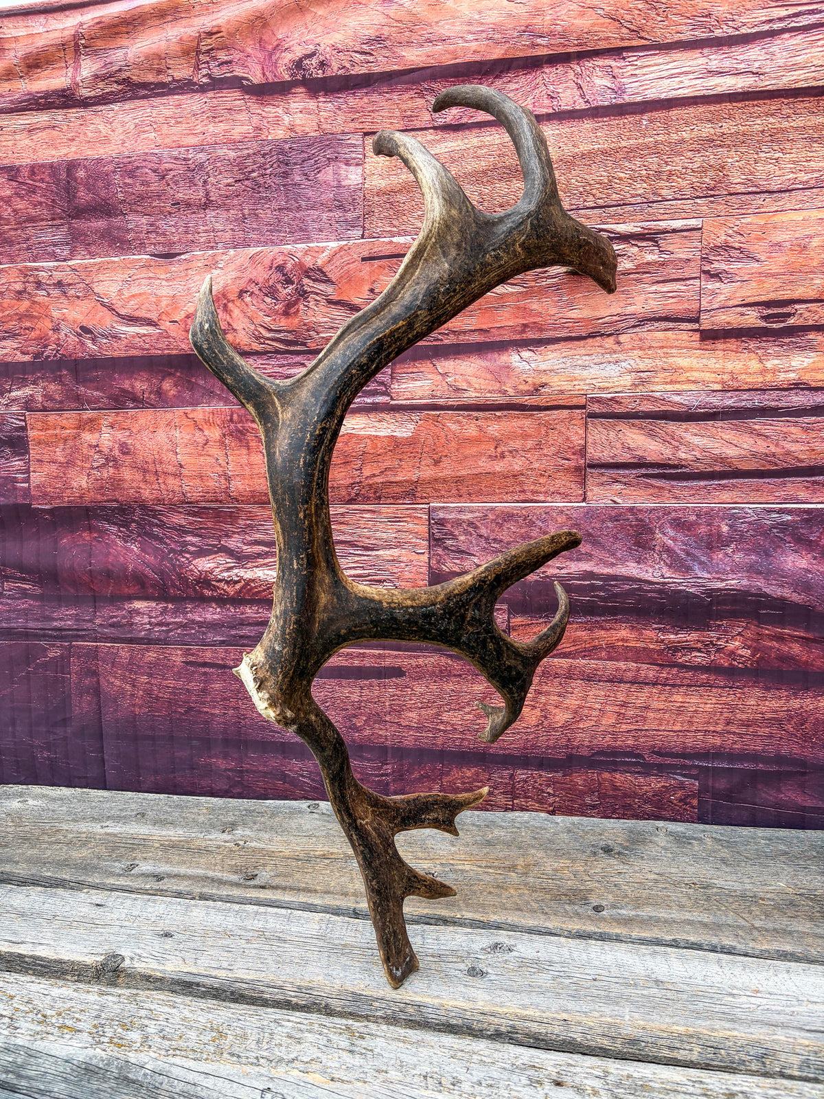 Shed Reindeer Antler. Interior Decor & Design Piece. Naturally Shed Caribou Antler