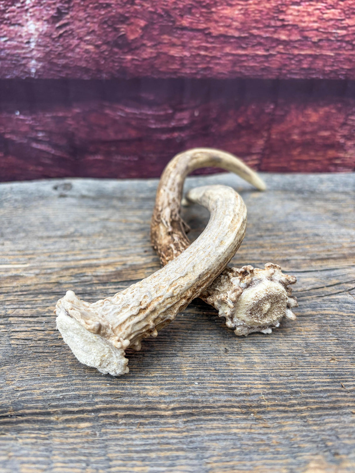 Deer Antlers - Small Matching White-tailed Deer Set. Canadian Buck. Crafting and Decor Antlers