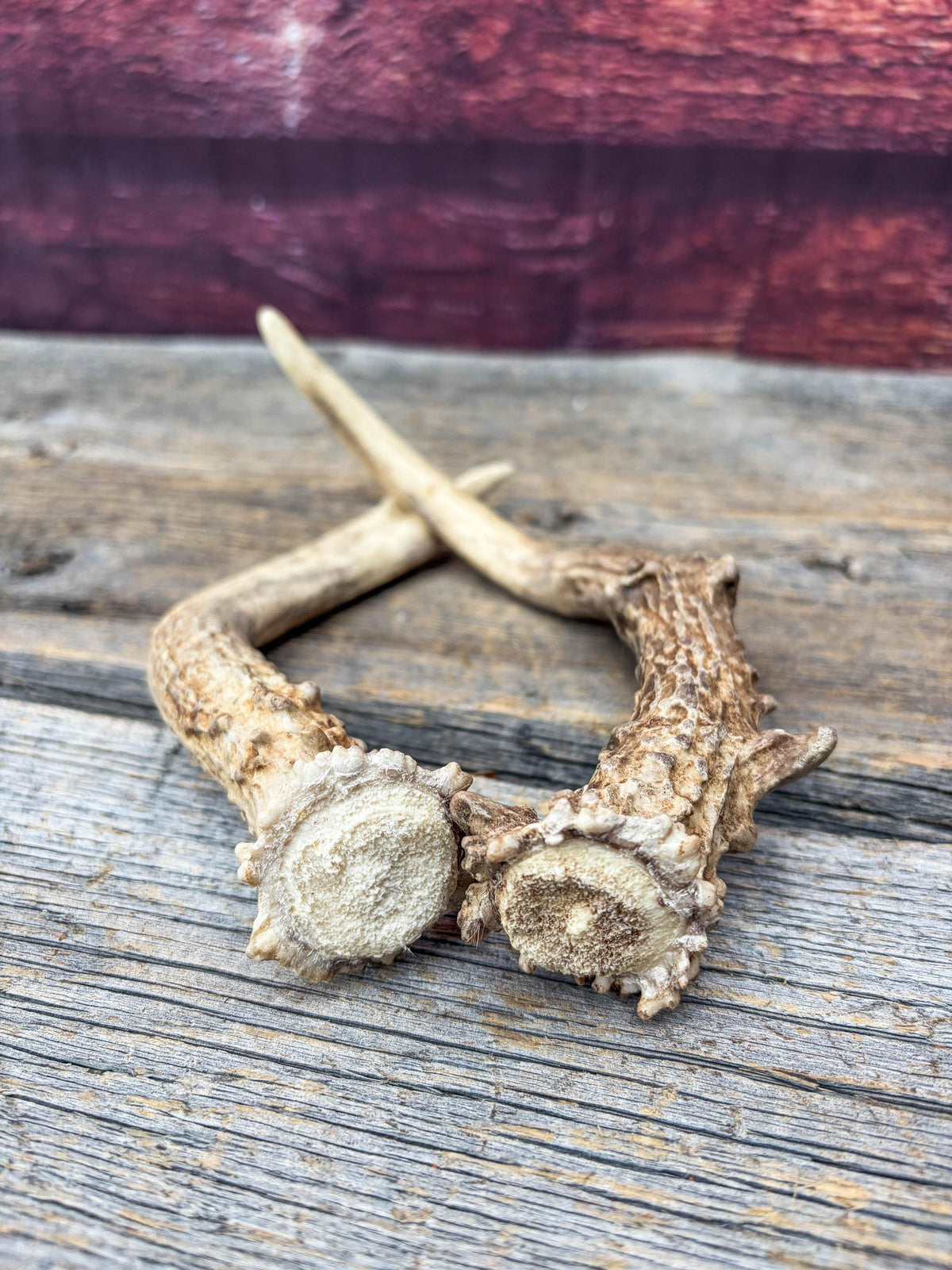 Deer Antlers - Small Matching White-tailed Deer Set. Canadian Buck. Crafting and Decor Antlers
