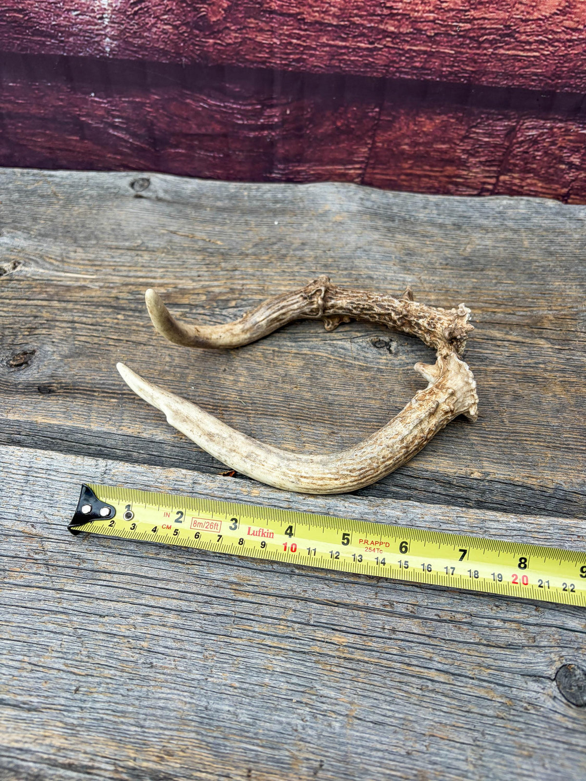 Deer Antlers - Small Matching White-tailed Deer Set. Canadian Buck. Crafting and Decor Antlers
