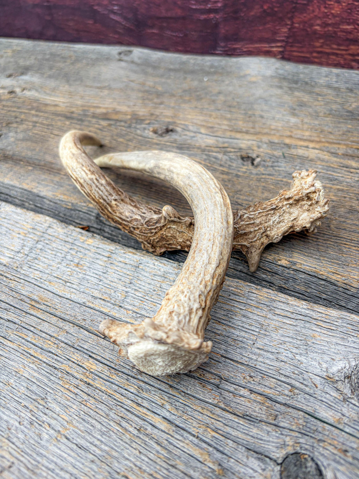 Deer Antlers - Small Matching White-tailed Deer Set. Canadian Buck. Crafting and Decor Antlers