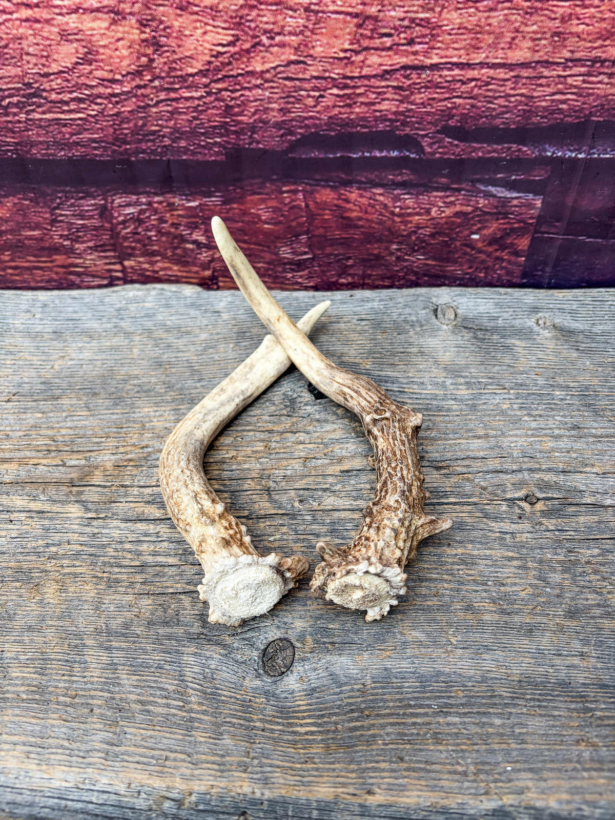 Deer Antlers - Small Matching White-tailed Deer Set. Canadian Buck. Crafting and Decor Antlers