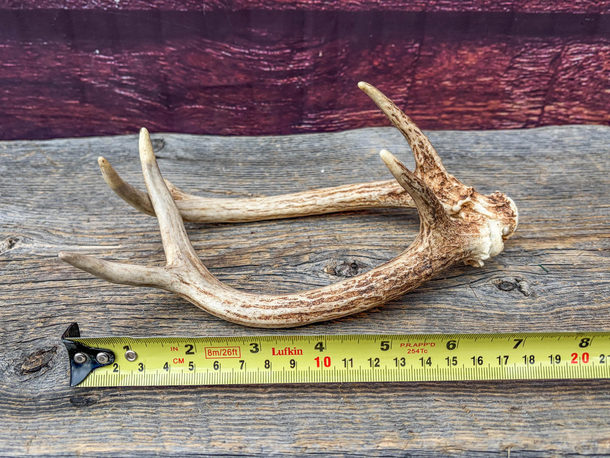 Deer Antlers - Small, Matching, White-tailed Deer Antler set. Crafting and Decor Antlers