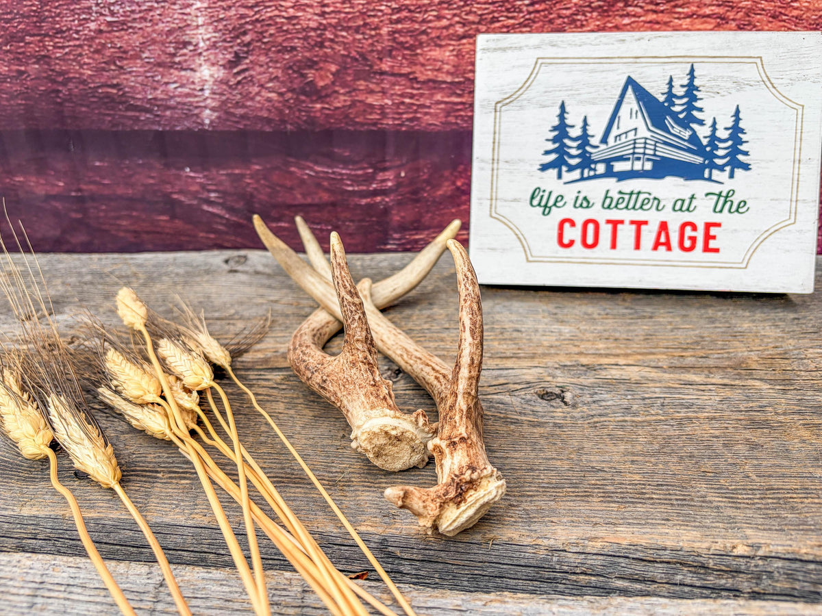 Deer Antlers - Small, Matching, White-tailed Deer Antler set. Crafting and Decor Antlers