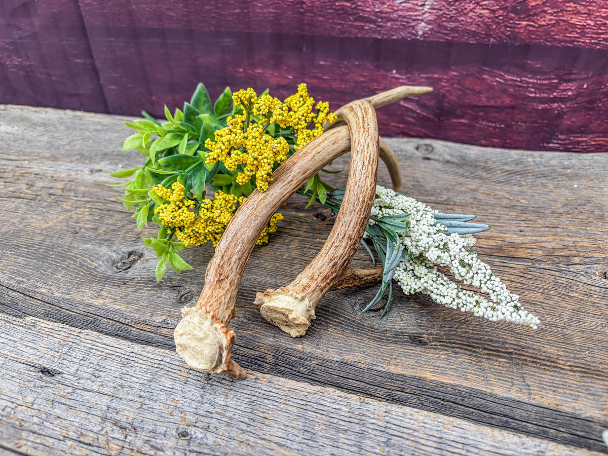 Deer Antlers - Small, Matching, White-tailed Deer Antler set. Crafting and Decor Antlers