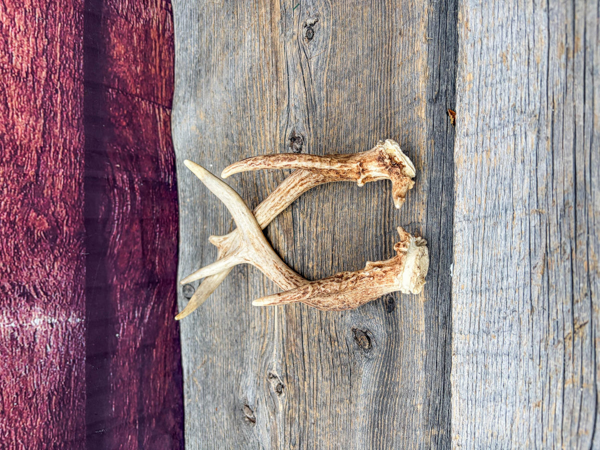 Deer Antlers - Small, Matching, White-tailed Deer Antler set. Crafting and Decor Antlers