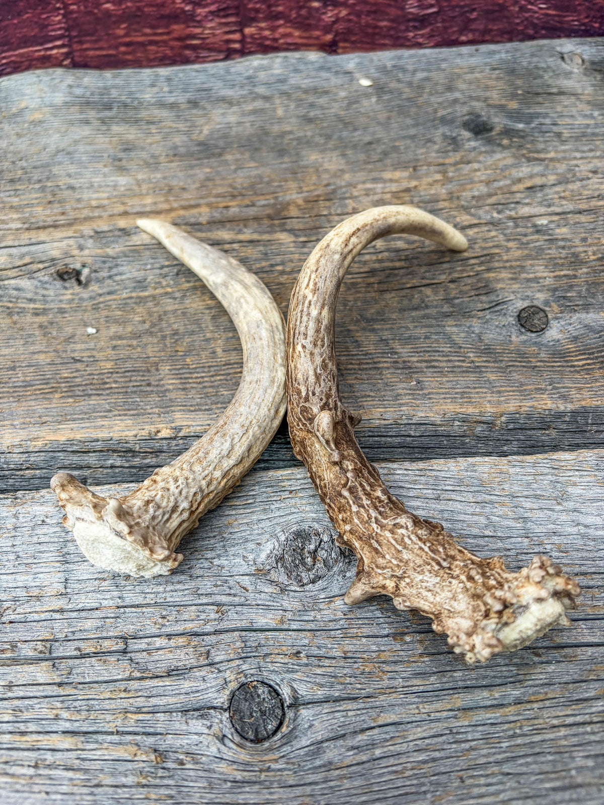 Deer Antlers - Small Matching White-tailed Deer Set. Canadian Buck. Crafting and Decor Antlers