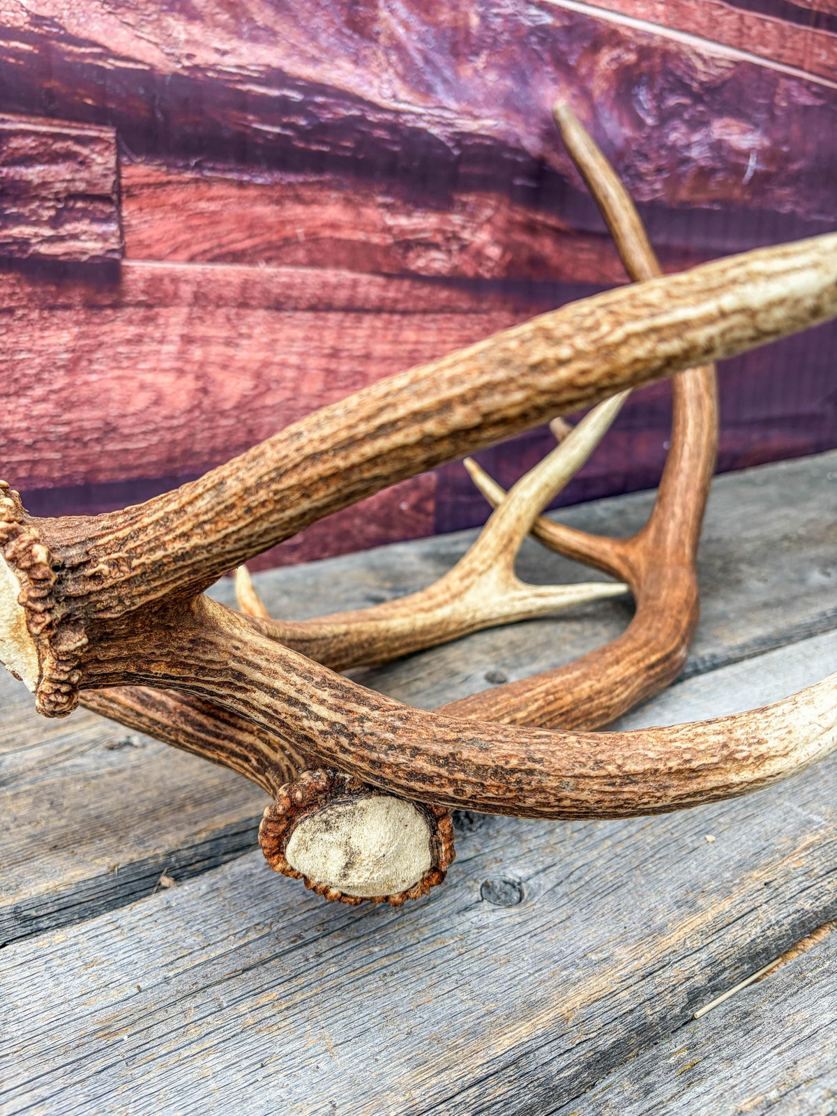 Matching Elk Antler Set. Pristine Elk Sheds for Home Decor, Interior Design and More.