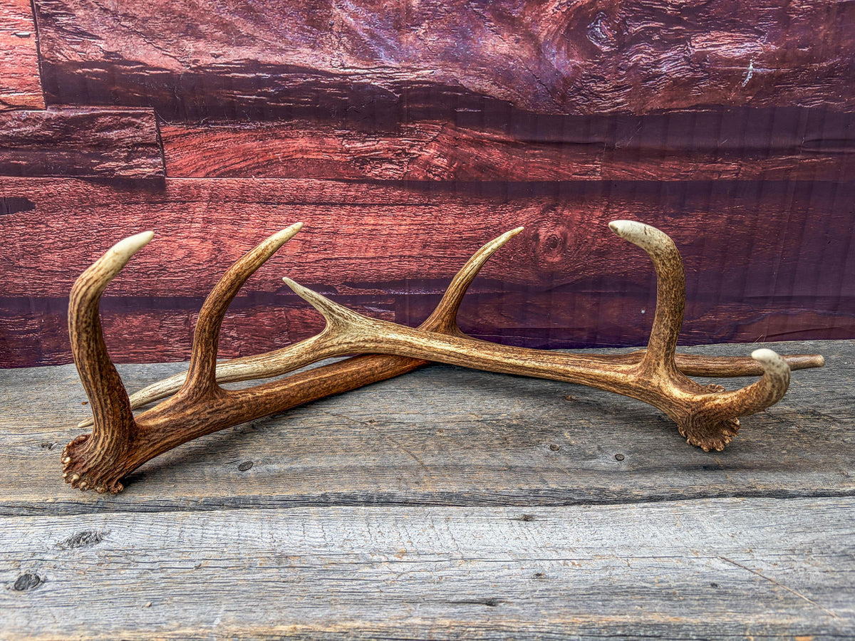 Matching Elk Antler Set. Pristine Elk Sheds for Home Decor, Interior Design and More.