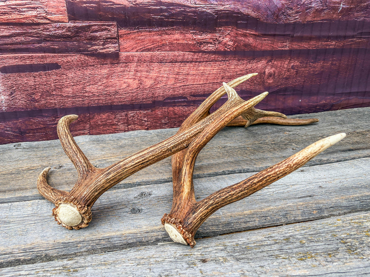 Matching Elk Antler Set. Pristine Elk Sheds for Home Decor, Interior Design and More.