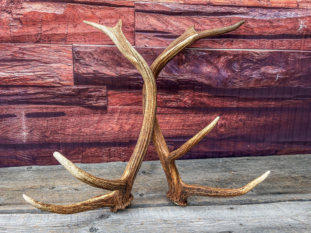 Matching Elk Antler Set. Pristine Elk Sheds for Home Decor, Interior Design and More.