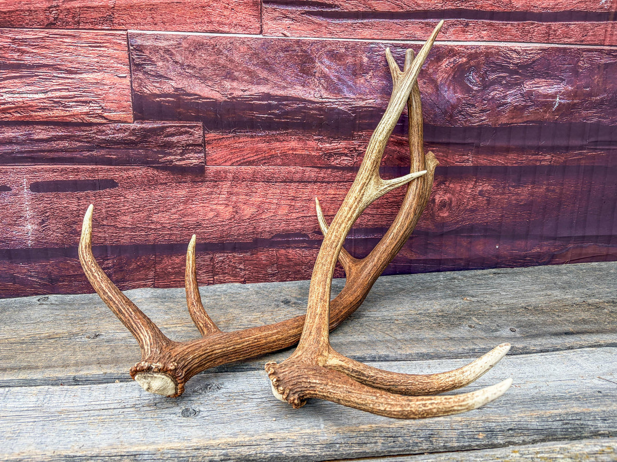 Matching Elk Antler Set. Pristine Elk Sheds for Home Decor, Interior Design and More.