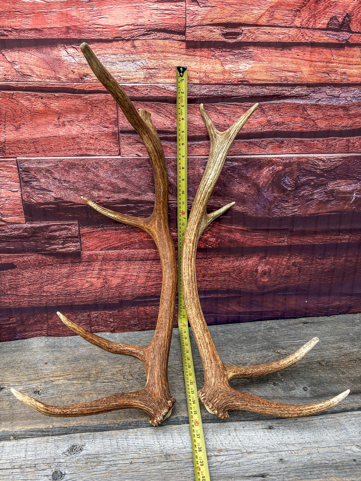 Matching Elk Antler Set. Pristine Elk Sheds for Home Decor, Interior Design and More.