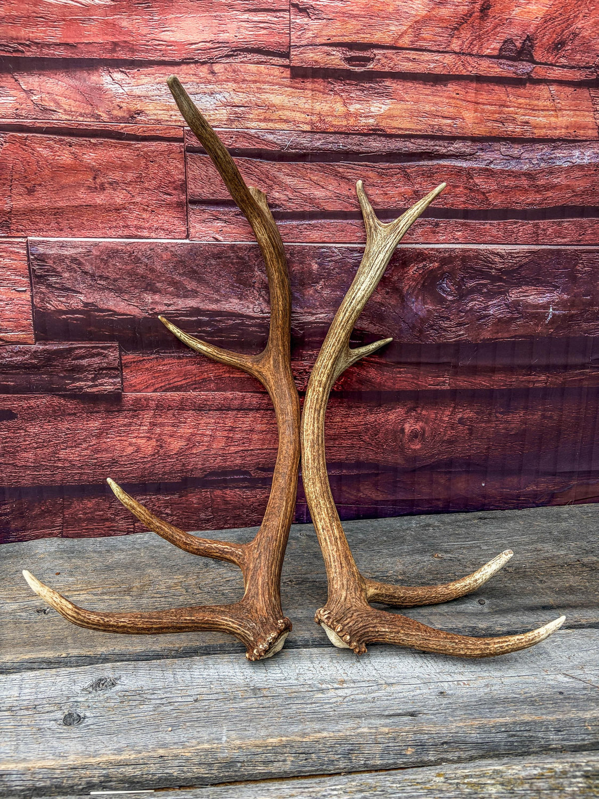 Matching Elk Antler Set. Pristine Elk Sheds for Home Decor, Interior Design and More.