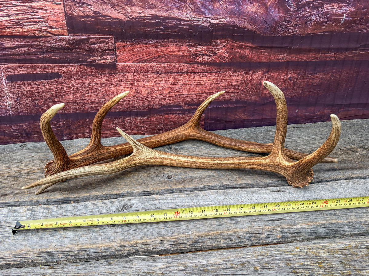 Matching Elk Antler Set. Pristine Elk Sheds for Home Decor, Interior Design and More.