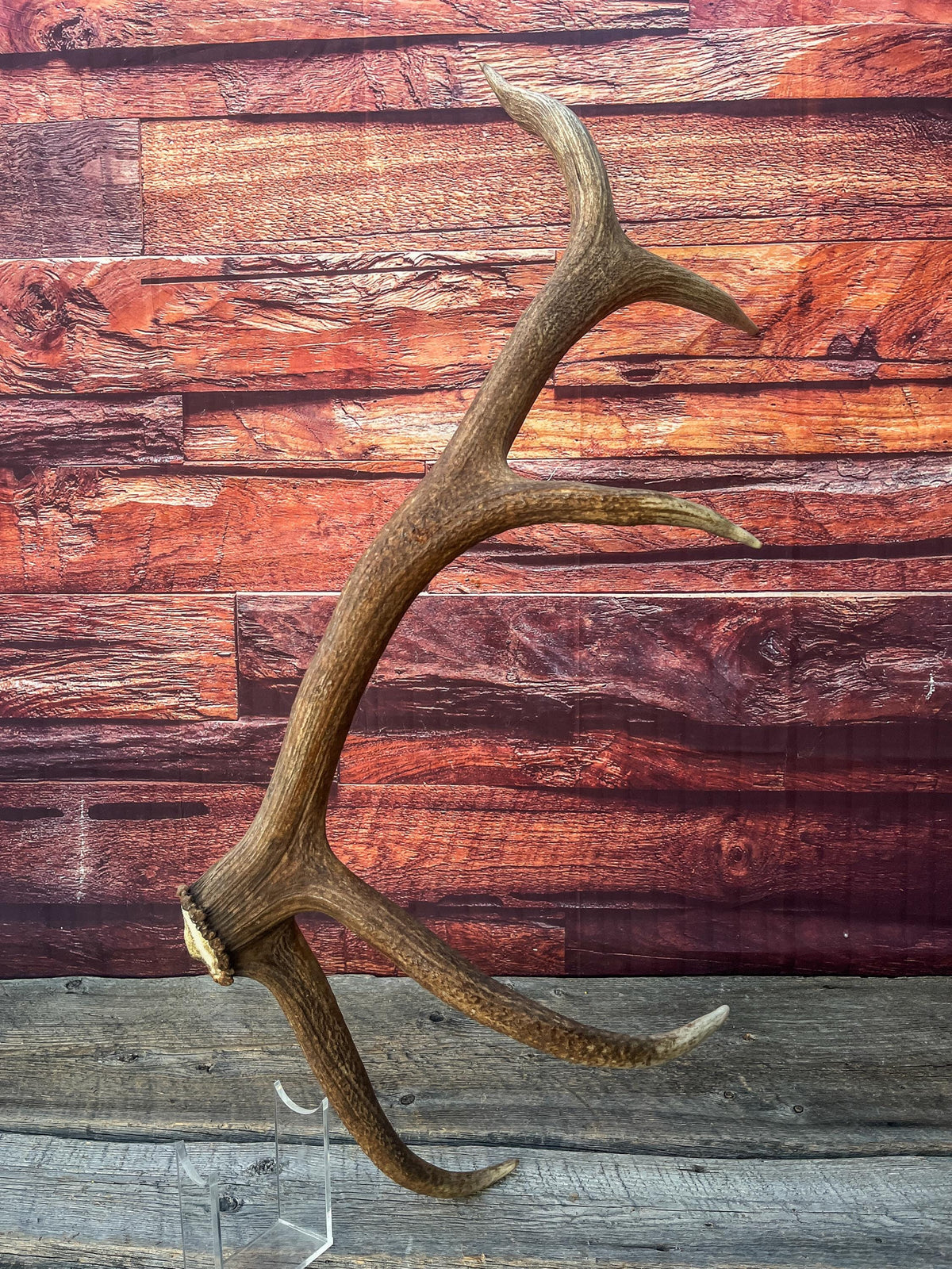 Wild Canadian Bull Elk Antler. Crafting & Home Decor, Table Centerpiece, and More.