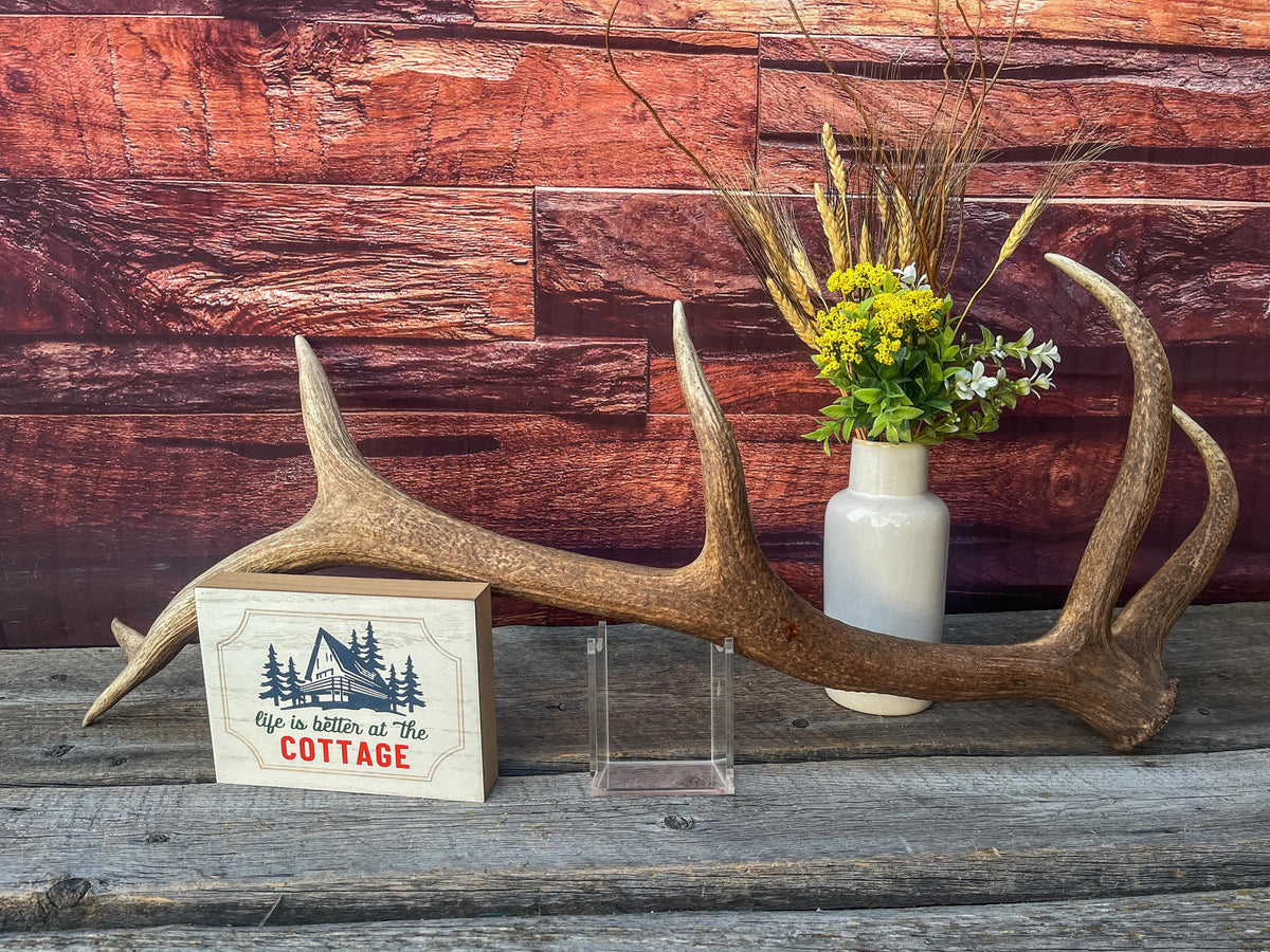 Wild Canadian Bull Elk Antler. Crafting & Home Decor, Table Centerpiece, and More.