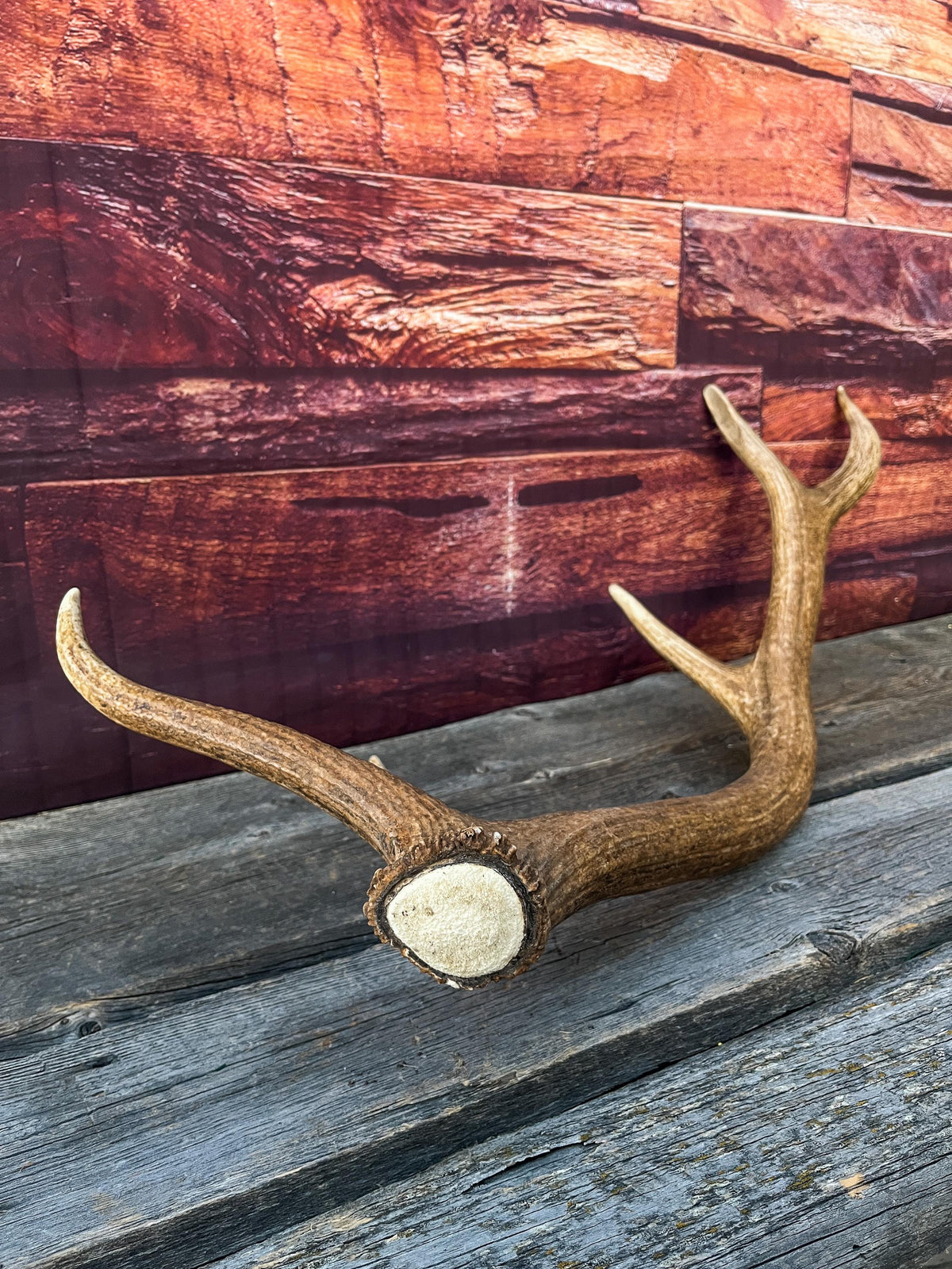 Antler from a Wild Canadian Bull Elk! Home and Cabin Decor, Crafting and Table Centerpiece.