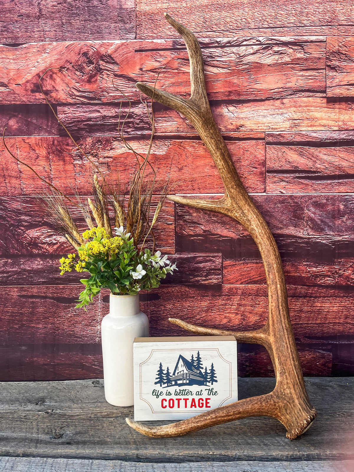 Antler from a Wild Canadian Bull Elk! Home and Cabin Decor, Crafting and Table Centerpiece.