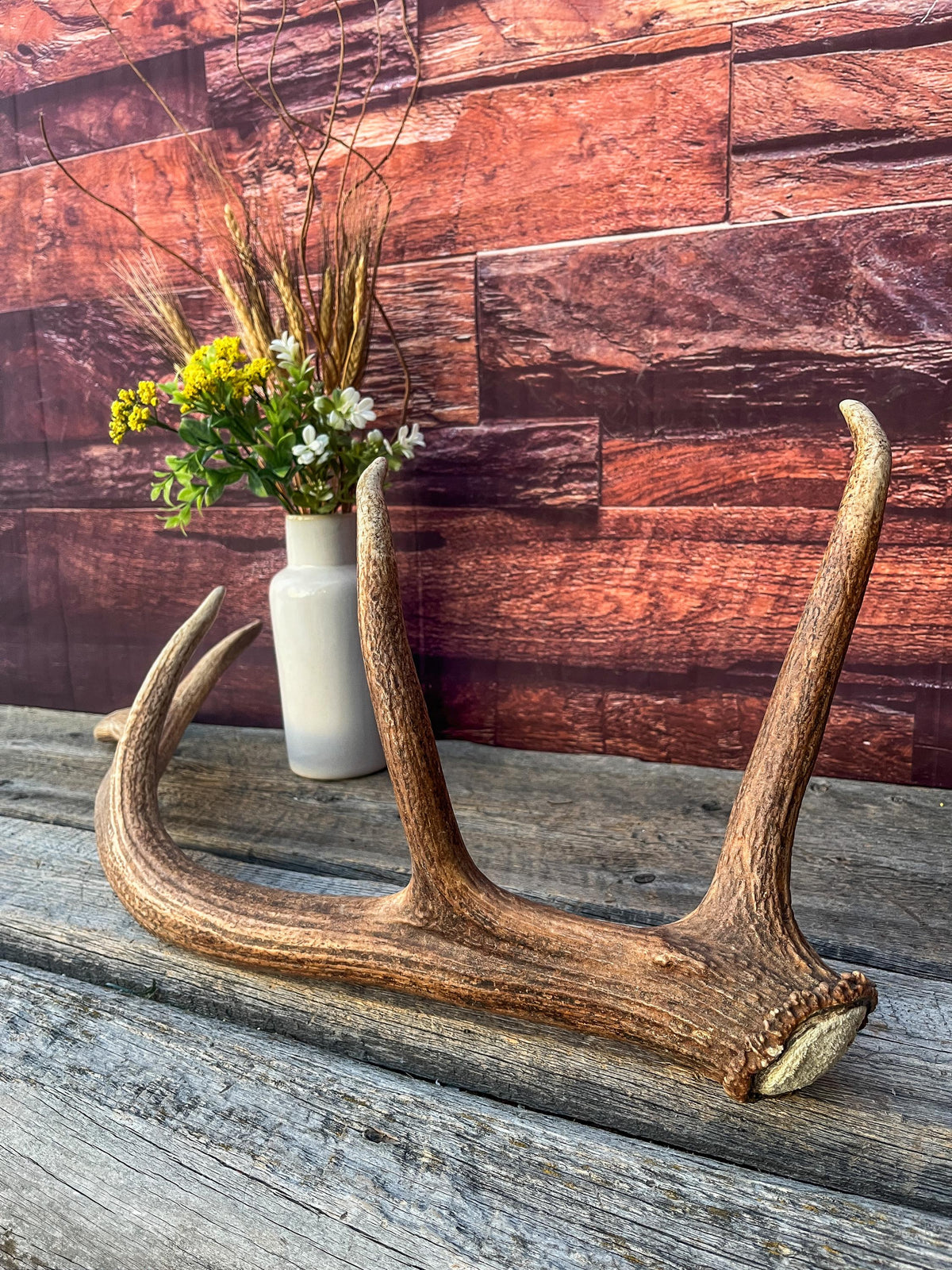 Antler from a Wild Canadian Bull Elk! Home and Cabin Decor, Crafting and Table Centerpiece.